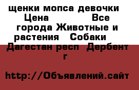 щенки мопса девочки › Цена ­ 25 000 - Все города Животные и растения » Собаки   . Дагестан респ.,Дербент г.